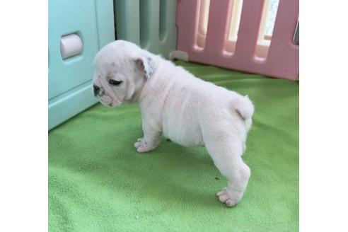 販売中の埼玉県のブルドッグ-374296の12枚目